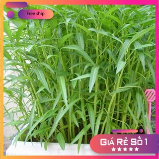 Giống rau muống (100g)