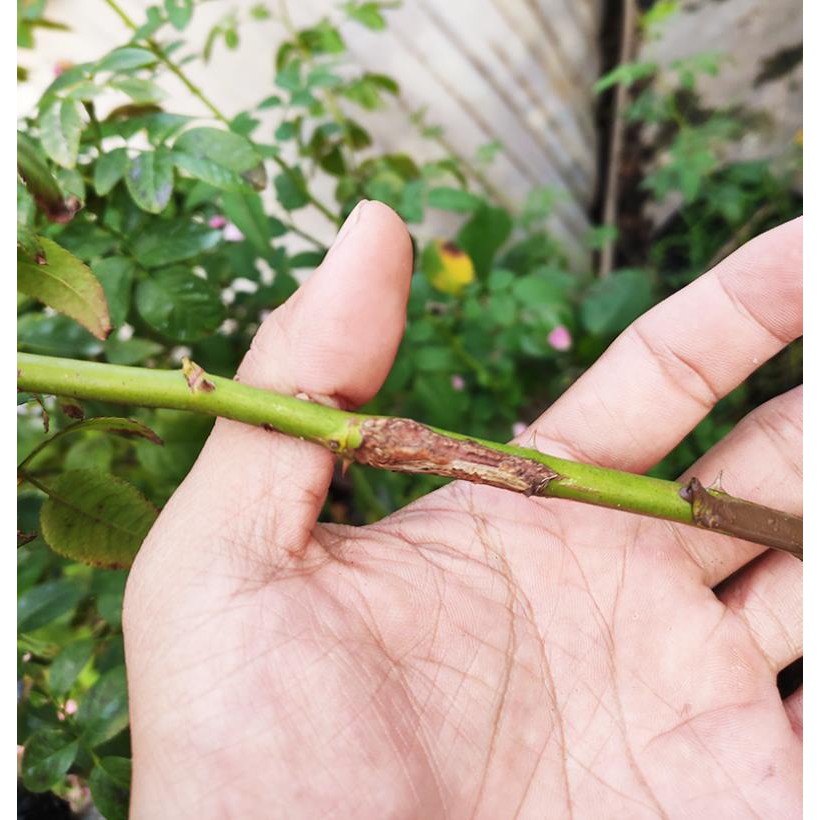 Keo Liền Da Nano Bạc 100gx 2 hủ