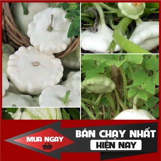 [ Big Sale ] HẠT GIỐNG BÍ NGÔ ĐĨA BAY TRẮNG