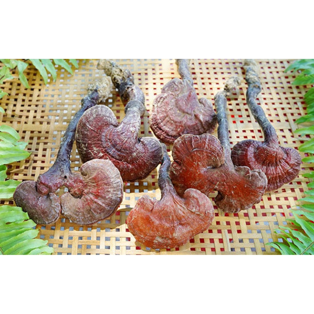 Nấm Lim Xanh thượng hạng Sasuke 1kg hỗ trợ tốt cho người bị u ng t hư