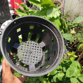 10 cái chậu trồng lan phi 21