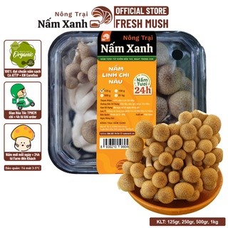 [HCM] Nấm Linh Chi Nâu Tươi (Ngọc Châm Nâu Tươi) 125gr 500gr Sạch Ngon - Nông Trại Nấm Xanh