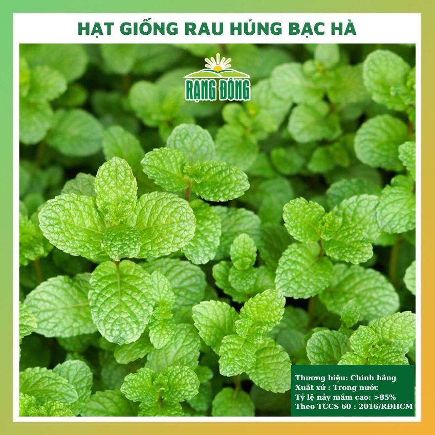 Hạt giống rau húng lủi bạc hà - rau củ quả chịu nhiệt 4 mùa dễ trồng, chăm sóc tỉ lệ nảy mầm cao 0.2gr RD 93