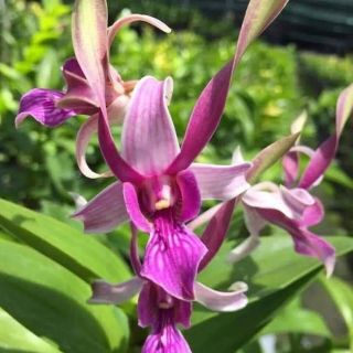 Denro nắng thỏ đỏ Kiên Giang