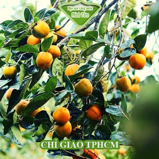 Hồng dòn Đà Lạt ngon ngọt