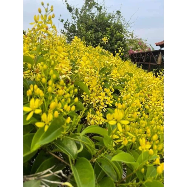 Cây hoa mai hoàng yến cao trên 1m
