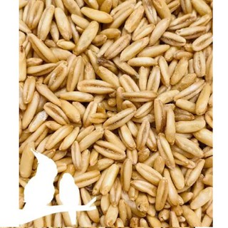 500Gr Yến Mạch Hữu Cơ Nguyên Hạt ( Đã Tách Vỏ)_ Bò Đội Nón Shop