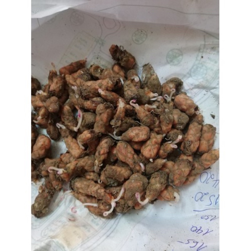 Củ hoa bướm đêm siêu dễ trồng - Nữ hoàng bóng đêm