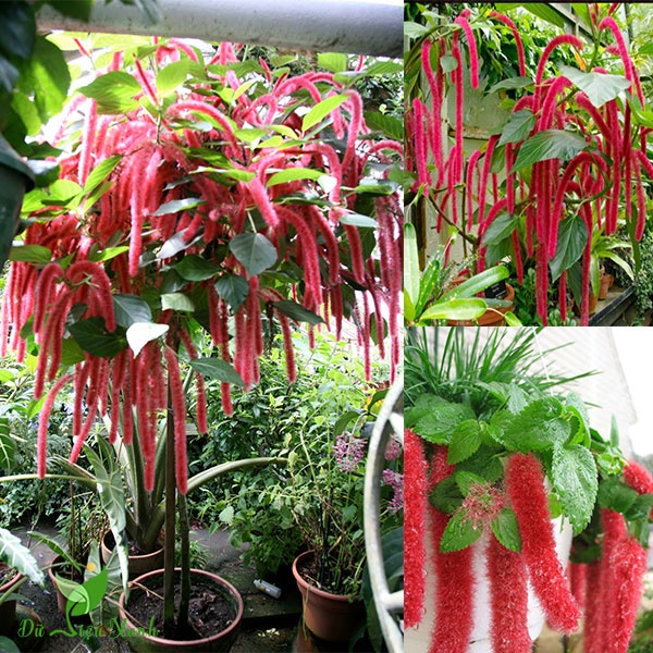 Hạt giống hoa Tai Tượng Đuôi Chồn Đỏ- Gói 30 hạt