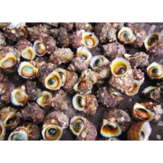 Vỏ Ốc mắt Ngọc