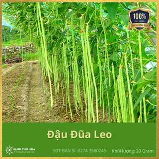 Hạt Giống Đậu Đũa Leo TT11 - 20g/Gói - Sinh Trưởng Manh, Trồng Quanh Năm, Cho Đậu Xanh và Dài, Ăn Dòn, Ngon, Ngọt