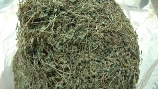 Cây cỏ sữa  500g