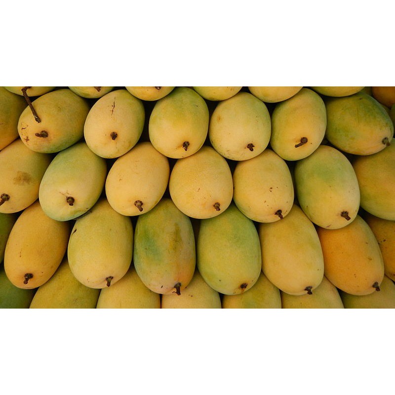 Cây giống Xoài Cát Hòa Lộc. .
