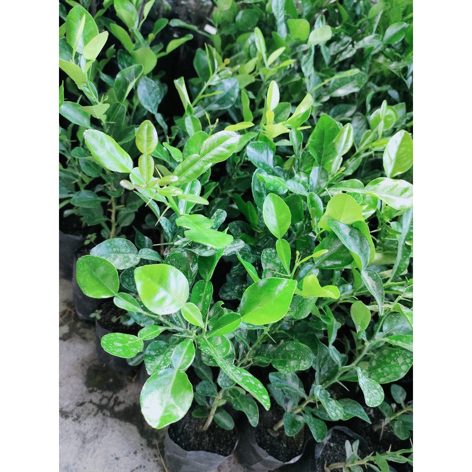 Cây chanh thái. cây chúc,cây lá số 8 giá 20k/cây