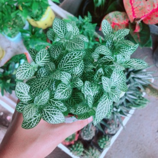 Cẩm Nhung Xanh