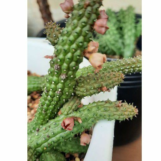 Sao biển Echidnopsis Archeri