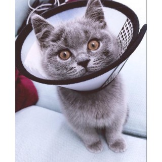 [SIÊU CUTE] Vòng Cổ Chống Cắn Cho Chó Mèo - - PetSaigon