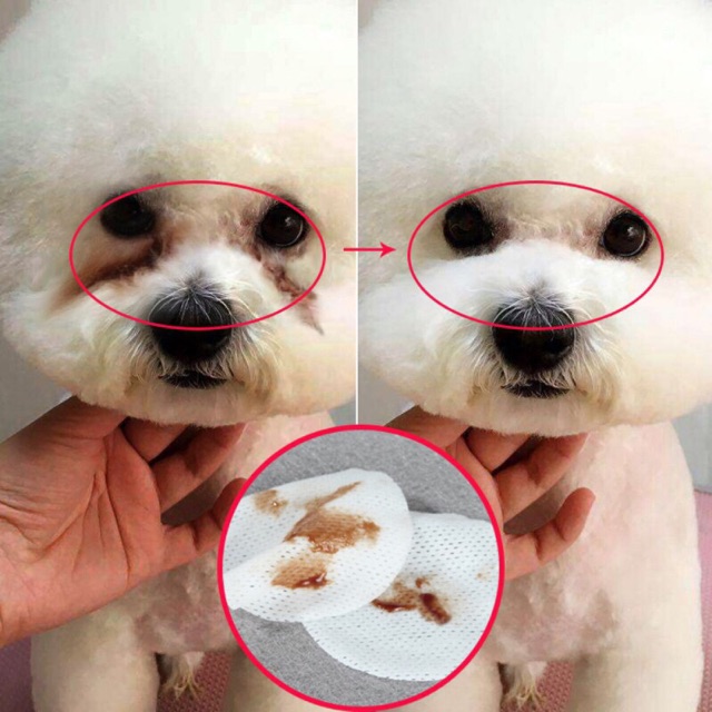 khăn lau mắt chó mèo