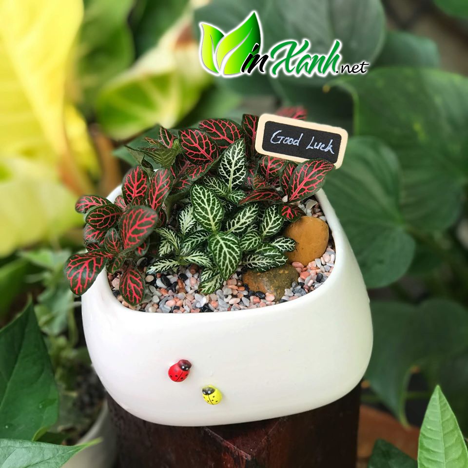 Chậu trồng cây cảnh nội thất mini để bàn trang trí bàn học nhà cửa men mát Bát Tràng-mẫu Méo Cao