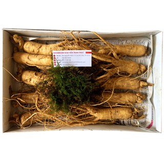 SÂM TƯƠI HÀN QUỐC 10 CỦ 1 KG