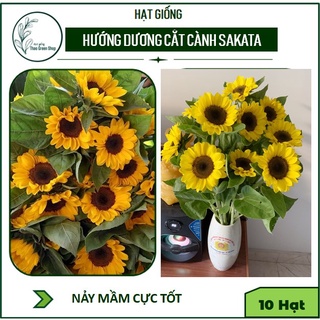 Hướng Dương Cắt Cành Sakata Nhật Bản 10H