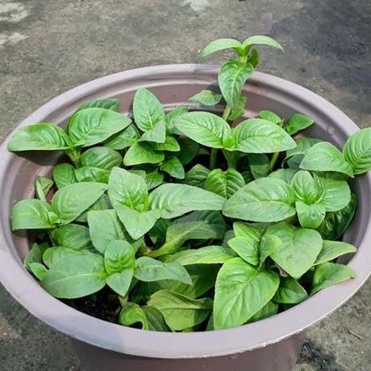 Rau chậu Quế vị TACY'S GARDEN 100% rau sạch nhà vườn trồng