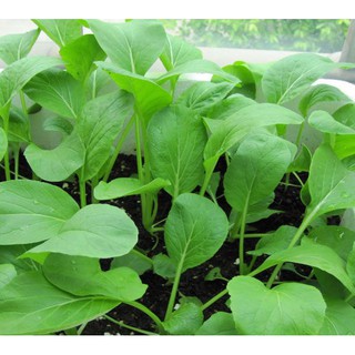 [SALE_1H] Hạt giống Rau Cải Ngọt cọng xanh F1 - 50 gram