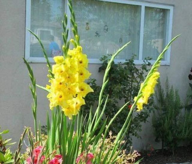 Củ hoa lay ơn Hà Lan