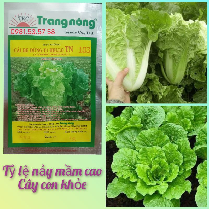 Hạt giống cải bẹ dúng F1 chịu nhiệt Trang Nông 1gr