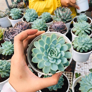 Sen đá BÁNH BÔNG LAN (Size trung 10cm)