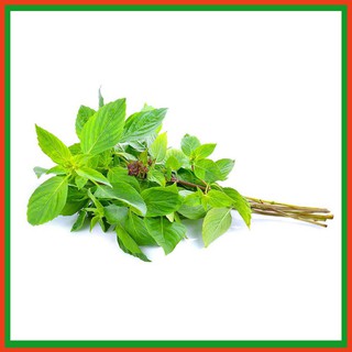 Hạt giống Húng Quế - Dự án phát triển Nông nghiệp Đô thị TUHAi