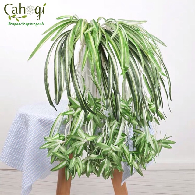 Cây Giả - Cây Lan Chi Rủ