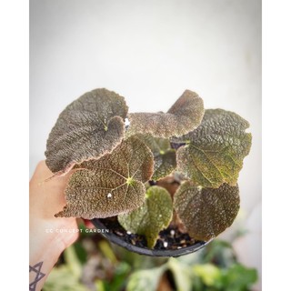 Cây Begonia Đen