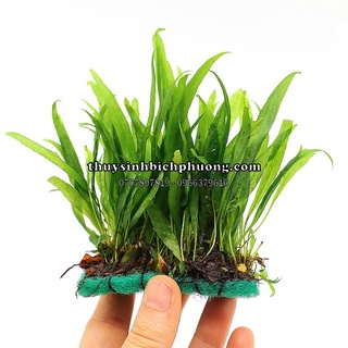 DƯƠNG XỈ JAVA LỚN - TRỒNG HỒ CÁ THUỶ SINH- CẦN ÍT DINH DƯỠNG - DỄ SỐNG