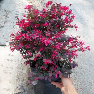 Cây 🌲 Hồng Phụng lá đỏ...hoa hồng đậm