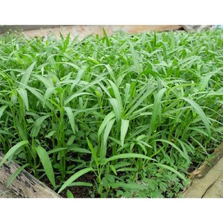 Hạt giống rau muống 50gr - Hạt giống rau muống dễ trồng