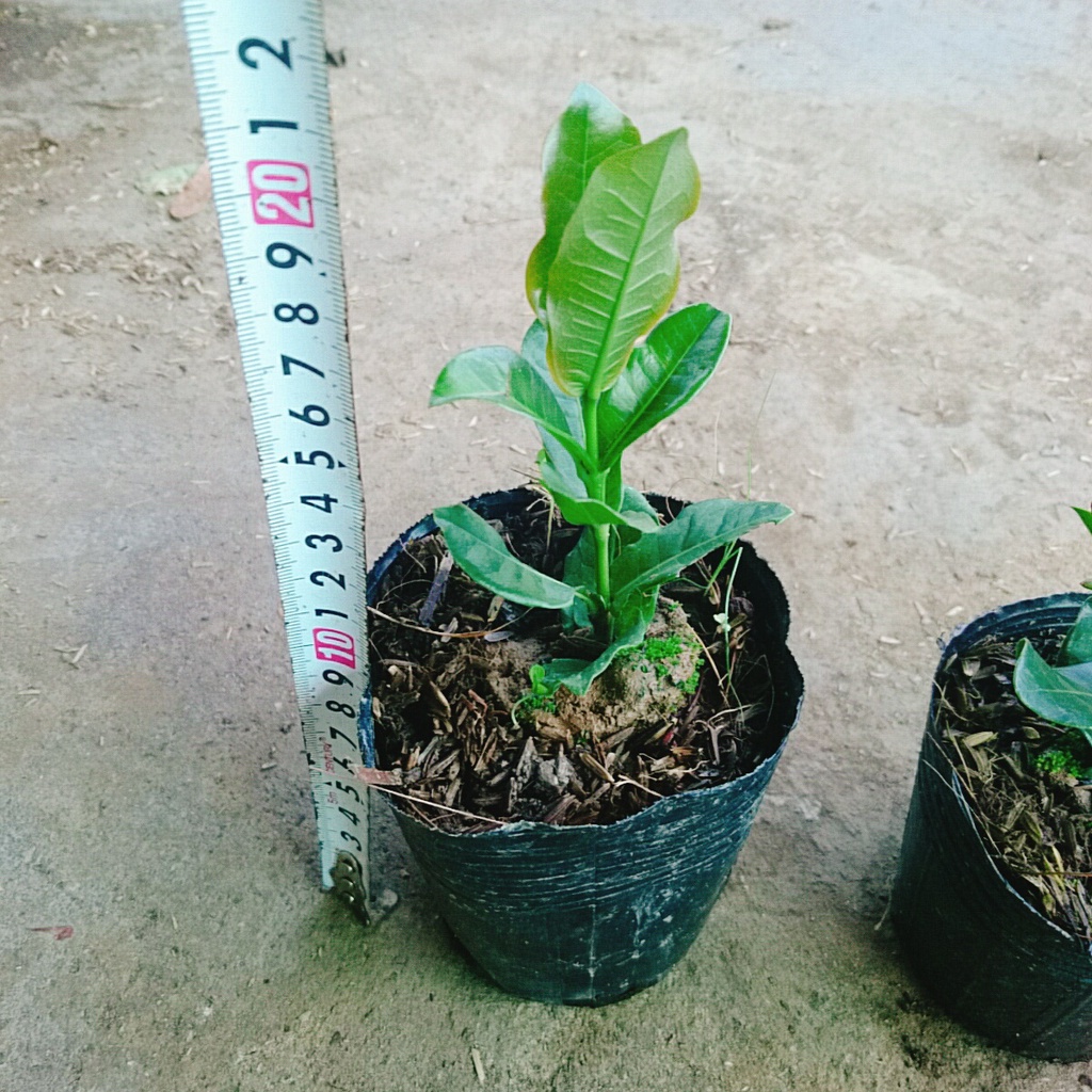 Cây Trang Phụng Hoàng Lửa - cây cảnh để bàn