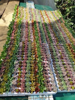 Combo 40 cây sen đá mini mix màu (10-13 loại khác nhau)