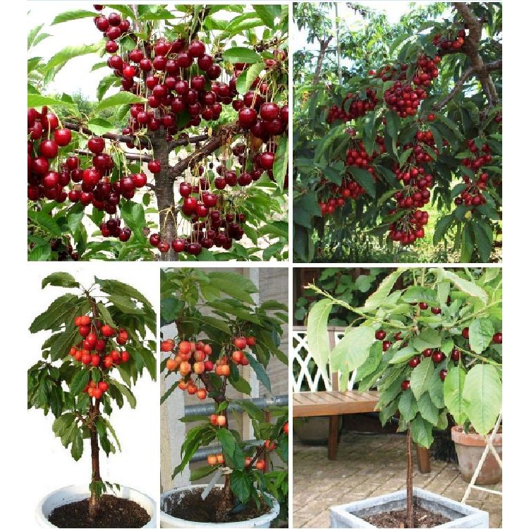 Hạt giống cherry nhiệt đới gói 10 hạt ( tặng kèm 3 viên nén ươm hạt )