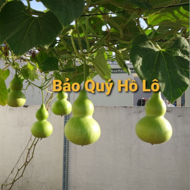 10 hạt Bầu Hồ Lô
