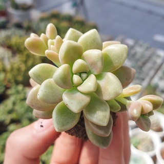 🔥 sale + free ship 🔥 sen đá kim tuyến size mini