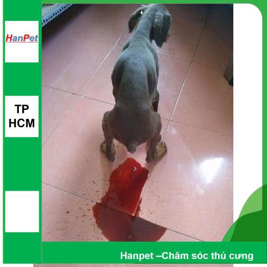 HCM-Que test bệnh PARVO và CARE cho chó (hanpet que test) dụng cụ phòng khám chó mèo / que thử bệnh parvo tại nhà