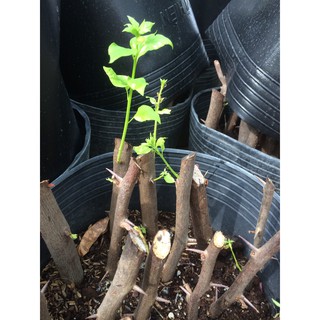 SIMAKA RA RỄ NHANH_HỦ 500G