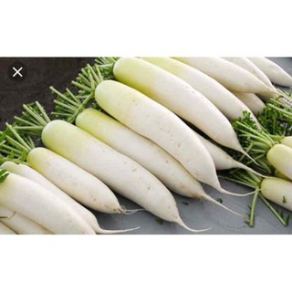 Hạt củ cải trắng F1 - gói 20 gram