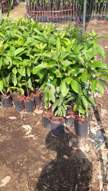 Cây Bơ 034 nữ hoàng trái dài