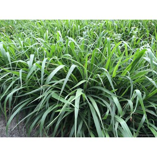 Hạt giống cỏ ruzi cỏ sả, chịu giẫm đạp -100gr - rau&hoa shop