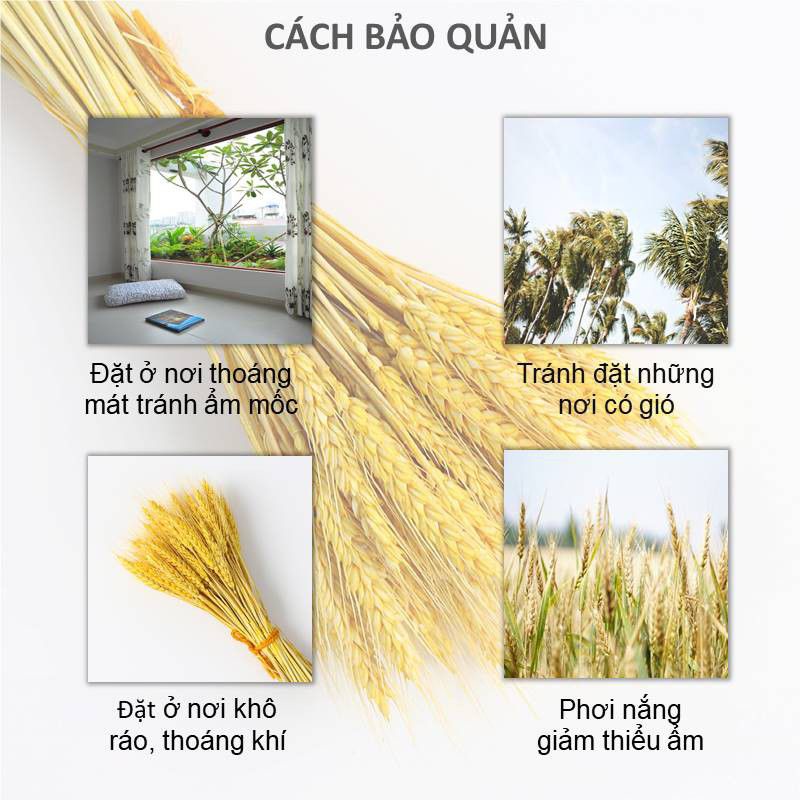 Bông lúa mạch khô - 100 bông trang trí nhà cửa.