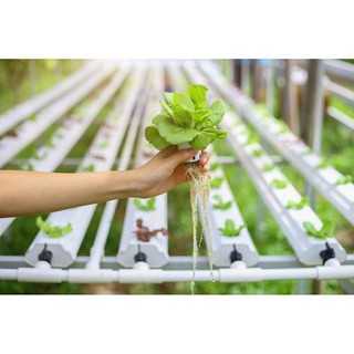 (Q.8 - GIAO 1-3H) Dung dịch THỦY CANH HYDROPONIC 100ml (trầu bà, rau...)