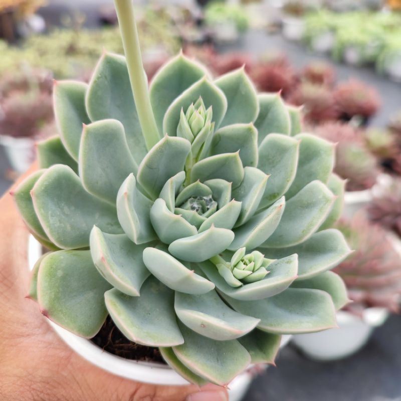 Sen Đá Liên Đài Trắng Size Trung Bình 10-12cm, Xuất Xứ PANDAA GARDEN Đà Lạt Khoẻ Đẹp, Thích Nghi Khí Hậu, Lỗi 1 Đổi 1