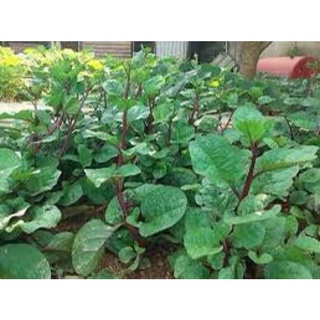 HẠT GIỐNG MỒNG TƠI ĐỎ